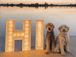 Marquee letters with two golden doodles at Sloan lake in Denver